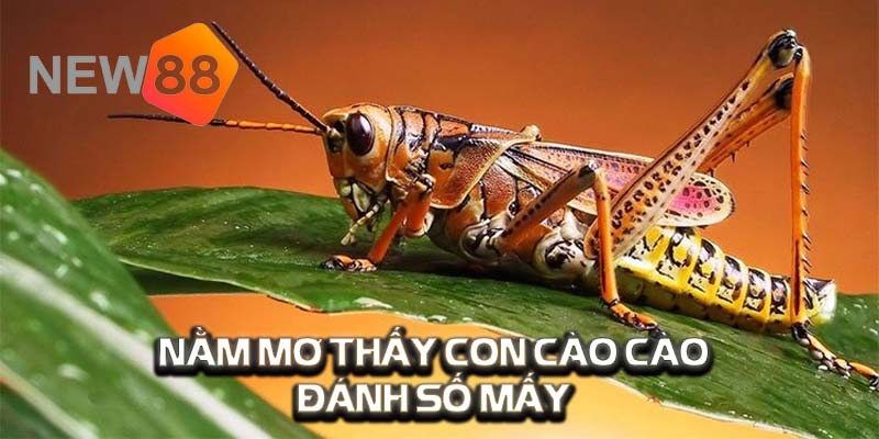 Giải Nghĩa Giấc Mơ Thấy Con Cào Cào Và Điềm Báo Mới 2024 3 Mơ thấy con cào cào thì đánh số mấy