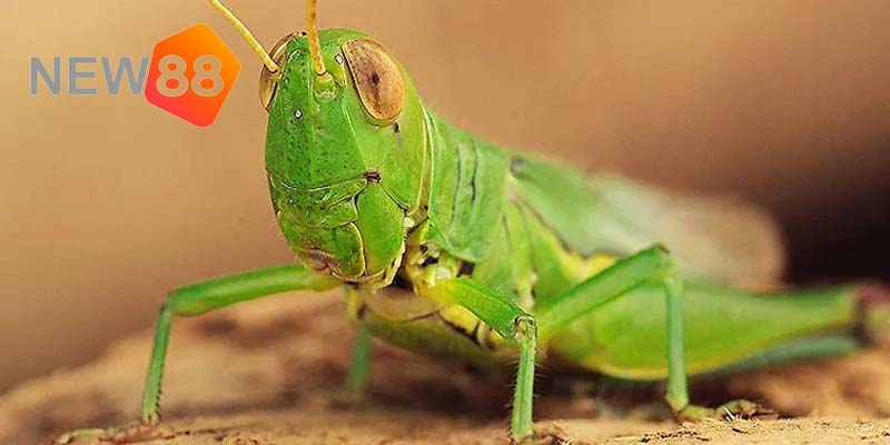 Giải Nghĩa Giấc Mơ Thấy Con Cào Cào Và Điềm Báo Mới 2024 1 Nằm mơ thấy con Cào Cào có màu xanh