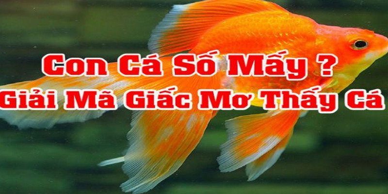 Chiêm Bao Thấy Cá, Đánh Lô Đề Nào Chuẩn Nhất? 1 Chiêm bao thấy cá con số nào được chọn để phát tài?