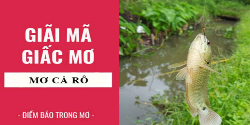 Chiêm Bao Thấy Cá, Đánh Lô Đề Nào Chuẩn Nhất? 3 Mơ thấy câu được cá rô thì hãy đánh ngay con 26, 16