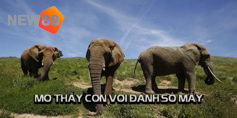 Nằm Mơ Thấy Con Voi Thì Đánh Số Mấy Để Phát Tài 3 Nên đánh số mấy khi nằm mơ thấy con voi?