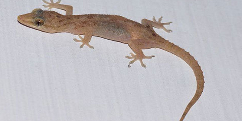 Nằm Mơ Thấy Thằn Lằn Đánh Số Mấy Để Phát Tài 1 Con thằn lằn số mấy để thay đổi cơ hội phát tài