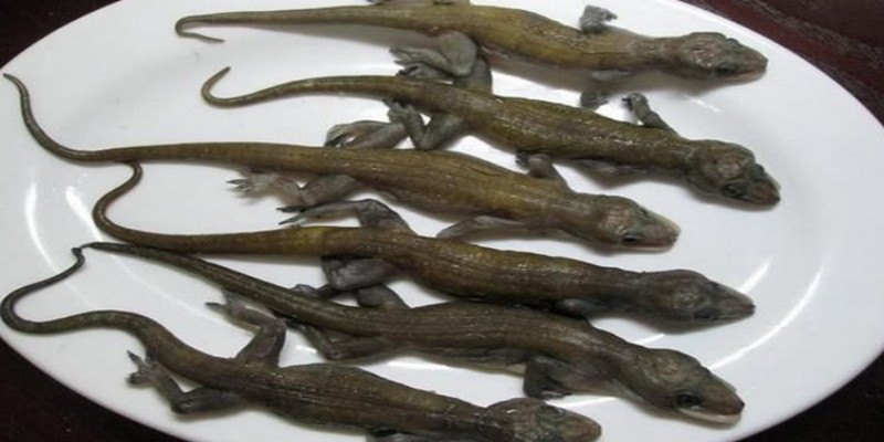 Nằm Mơ Thấy Thằn Lằn Đánh Số Mấy Để Phát Tài 2 con thằn lằn số mấy, giải mã các con số