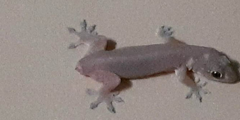 Nằm Mơ Thấy Thằn Lằn Đánh Số Mấy Để Phát Tài 3 Thằn lằn đứt đuôi thì đánh ngay số 87, 86, 83