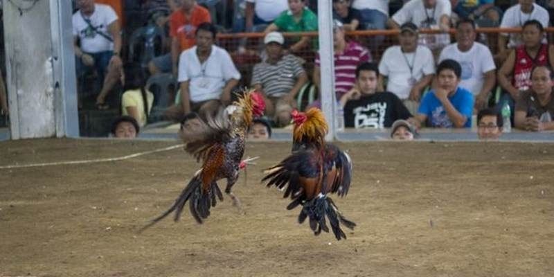 Đá Gà Cựa Sắt Campuchia: Trò Chơi Gà Gây HOT Nhất Năm 2024 3 Kinh nghiệm chơi cá cược đá gà cựa sắt campuchia thắng lớn