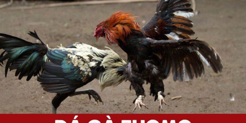 Đá gà Thomo Là Gì? Tổng Hợp 5 Trang Đá Gà Thomo Trực Tiếp Hôm Nay 2 Điểm danh những nhà cái phát sóng đá gà Thomo trực tiếp