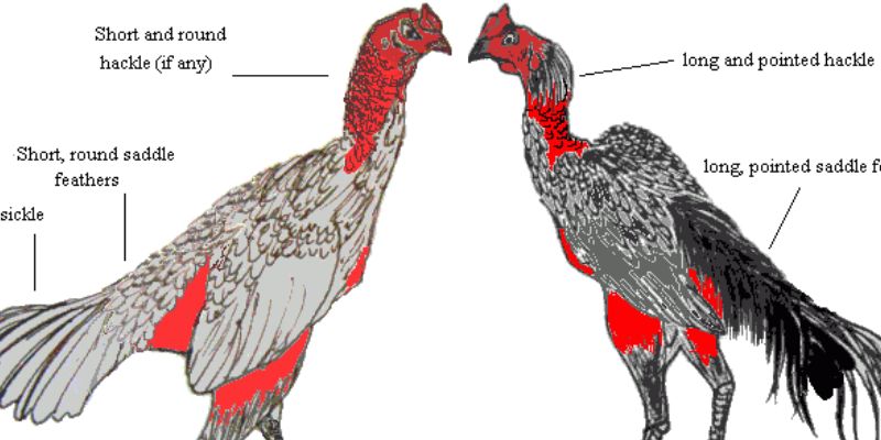 Thế Nào Là Gà Chọi Đẹp? 5 Tiêu Chí Đánh Giá Gà Chọi Chuyên Nghiệp 2 Nhiều tiêu chí đánh giá gà chọi có đẹp hay không?