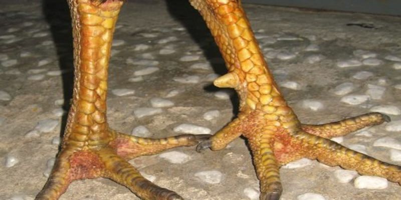 Thế Nào Là Gà Chọi Đẹp? 5 Tiêu Chí Đánh Giá Gà Chọi Chuyên Nghiệp 3 Xem xét kỹ càng phần chân gà