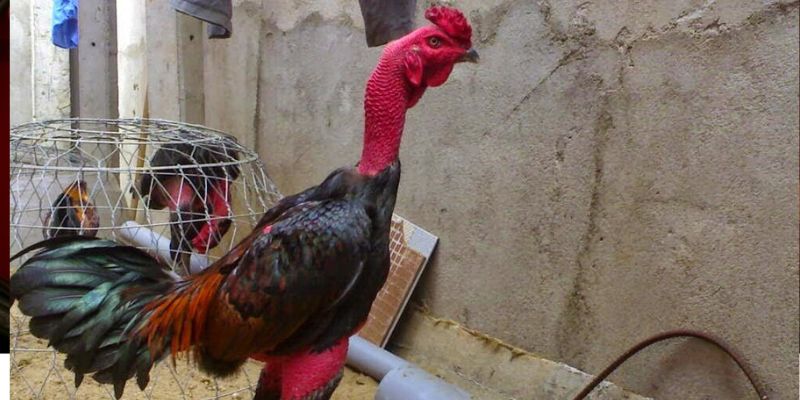 Thế Nào Là Gà Chọi Đẹp? 5 Tiêu Chí Đánh Giá Gà Chọi Chuyên Nghiệp 1 Tiêu chí lựa chọn gà chọi đẹp xuất sắc cần phải xem xét và đánh giá kỹ lưỡng