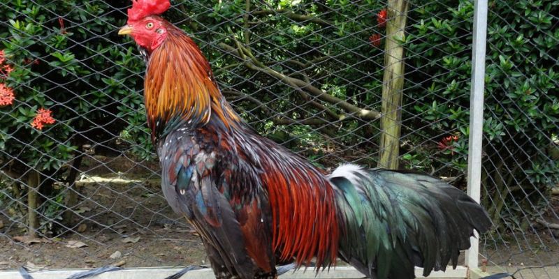 Thế Nào Là Gà Đá Đẹp? 5 Lưu Ý Khi Chọn Gà Đá Đẹp Cho Anh Em 2 Nguồn gốc của bố mẹ