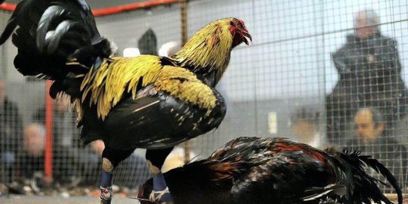 Thế Nào Là Gà Đá Đẹp? 5 Lưu Ý Khi Chọn Gà Đá Đẹp Cho Anh Em 3 Nên lựa chọn mua gà đá đẹp ở nơi uy tín