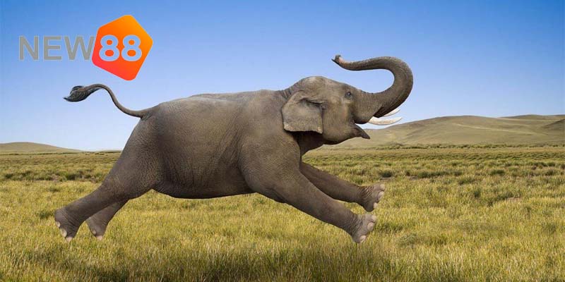 Nằm Mơ Thấy Con Voi Thì Đánh Số Mấy Để Phát Tài 1 Ý nghĩa thực sự đằng sau giấc mơ thấy con voi