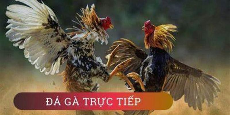Top 5 Trang Đá Gà Trực Tiếp Được Đông Đảo Anh Em Theo Dõi 2 Trang đá gà trực tiếp với các trận đá gà nổi tiếng thế giới