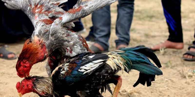 Top 5 Trang Đá Gà Trực Tiếp Được Đông Đảo Anh Em Theo Dõi 3 Tỷ lệ trả thưởng hấp dẫn, thu hút đến với trang đá gà trực tiếp uy tín hiện nay