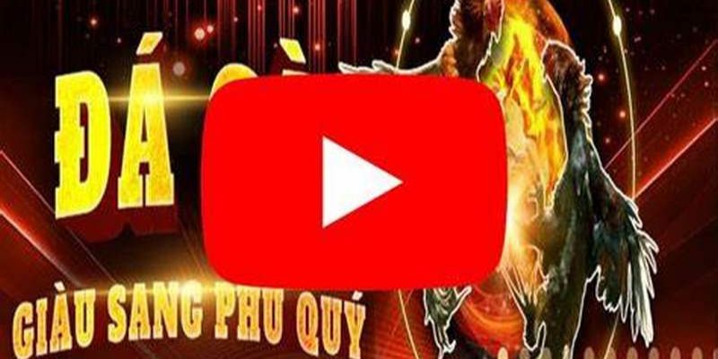 Xem Trực Tiếp Đá Gà Casino 2024 Hấp Dẫn Nhất Việt Nam 3 Nơi quy tụ những trận đấu trực tiếp đá gà nổi tiếng thế giới