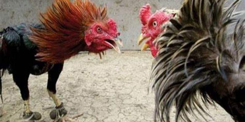 Xem Trực Tiếp Đá Gà Casino 2024 Hấp Dẫn Nhất Việt Nam 2 Những trận trực tiếp đá gà casino với âm thanh, hình ảnh sắc nét