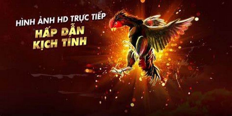 Xem Trực Tiếp Đá Gà Casino 2024 Hấp Dẫn Nhất Việt Nam 1 Trực tiếp đá gà casino hấp dẫn năm 2022