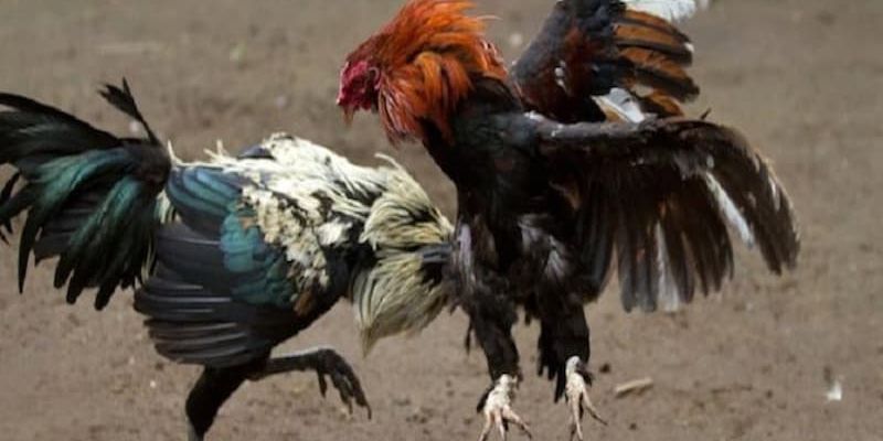 3 Nhà Cái Trực Tiếp Đá Gà Cựa Dao Lên Kèo Sớm Nhất Năm 2024 2 Trực tiếp đá gà cựa dao dự kiến sớm nhất tại NEW88