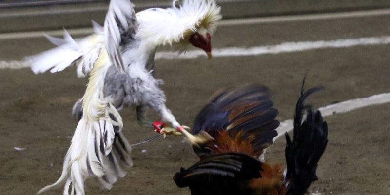 3 Nhà Cái Trực Tiếp Đá Gà Cựa Dao Lên Kèo Sớm Nhất Năm 2024 3 789BET, phát trực tiếp đá gà cựa dao sớm nhất