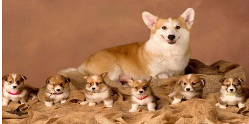 Chiêm Bao Thấy Chó Bật Mí Con Số May Mắn Nào? 2 Mơ thấy đàn chó con là một điềm báo tin tốt sắp xảy ra trong tương lai