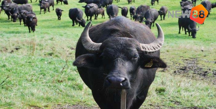 Nằm Mơ Thấy Con Trâu Đánh Số Mấy Để Nhanh Giàu Như Các Shark? 1 Giải mã nằm mơ thấy con trâu