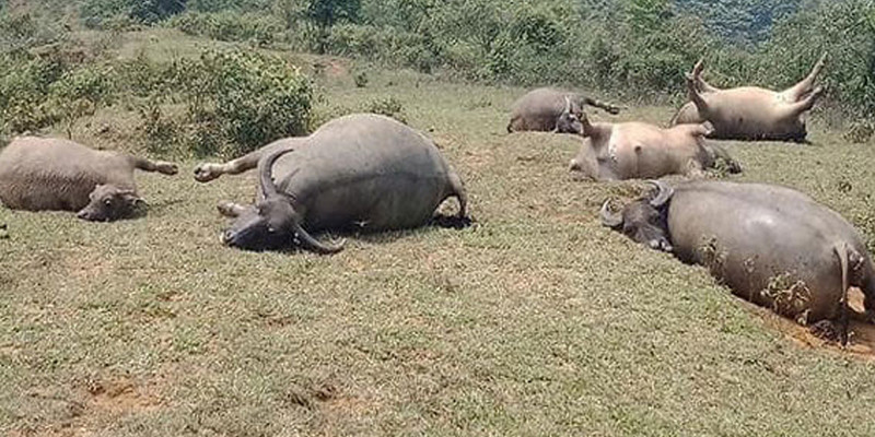 Nằm Mơ Thấy Con Trâu Đánh Số Mấy Để Nhanh Giàu Như Các Shark? 2 Mơ thấy đàn trâu bị chết thì bạn nên chú ý tình cảm của mình