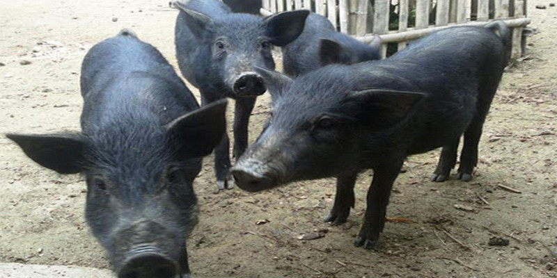 Mơ Thấy Con Heo Đánh Số Mấy Để Nhanh Giàu Như Shark Tank? 1 Mơ thấy heo màu đen thì đánh ngay số 98, 97