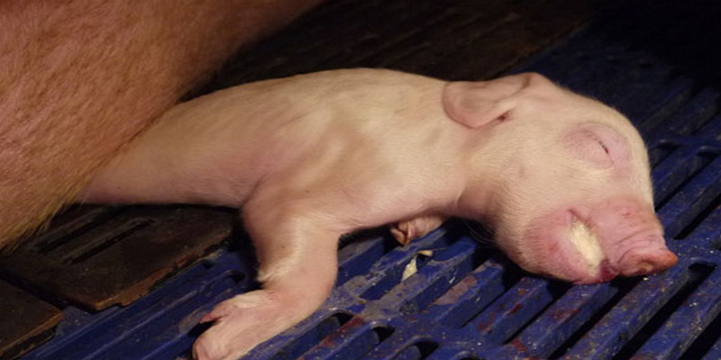 Mơ Thấy Con Heo Đánh Số Mấy Để Nhanh Giàu Như Shark Tank? 3 Mơ thấy heo đất chết thì đánh ngay con 01, 14, 41