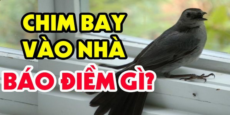Chim Bay Vào Nhà Đánh Con Gì Để Tiền Tài Đầy Nhà 1 Chim bay vào nhà đánh con gì để tiền tài đầy nhà