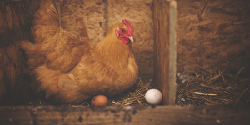 Gợi Ý Nằm Mơ Thấy Gà Đánh Con Gì Chuẩn Nhất 2 Ngủ mơ thấy gà mái đẻ trứng