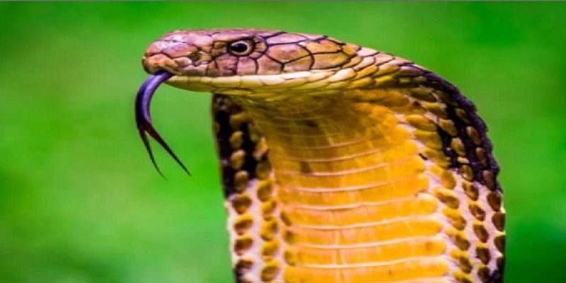 Mơ Thấy Rắn Cắn Đánh Con Gì Cùng Chuyên Gia New88 1 Mơ thấy bản thân bị rắn cắn