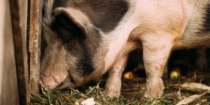 Nằm Mơ Thấy Cứt Báo Hiệu Điềm Gì Và Ý Nghĩa Đằng Sau Nó? 1 Ngủ mơ thấy phân lợn báo điềm gì?