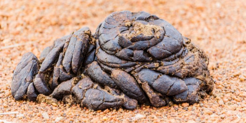 Nằm Mơ Thấy Cứt Báo Hiệu Điềm Gì Và Ý Nghĩa Đằng Sau Nó? 2 Giấc mộng thấy cứt nên đánh con số nào chuẩn nhất?