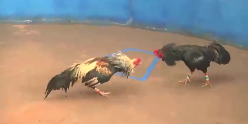 Đá Gà Thomo Tiền Lớn: Trận Đá Gà Hằng Năm Cực Lớn Của New88 2 Kết quả của trận đấu đá gà Thomo tiền lớn giá trị lên đến 15 tỷ như thế nào?