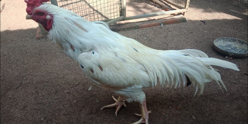 Gà Thái Chumphon Đá Cựa Sắt - Chiến Kê Nòi Giống Siêu Hạng 1 Nguồn gốc xuất xứ gà thái Chumphon đá cựa sắt