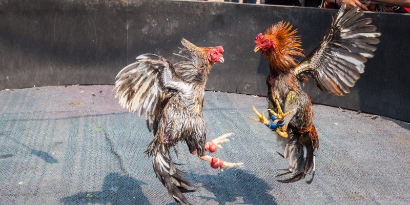 Gà Thái Chumphon Đá Cựa Sắt - Chiến Kê Nòi Giống Siêu Hạng 2 Gà thái chumphon đá cựa sắt không cần phải cắt tỉa lông