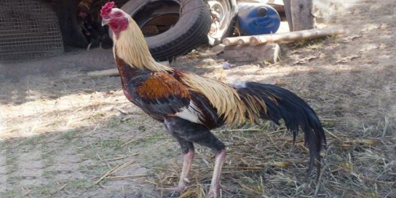 Gà Thái Chumphon Đá Cựa Sắt - Chiến Kê Nòi Giống Siêu Hạng 3 Sư kê mới cần quan sát thể trạng bên ngoài của gà thái chumphon đá cựa sắt