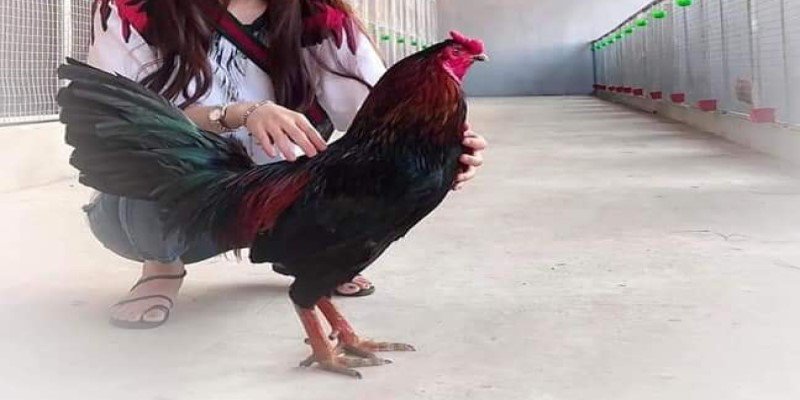 Gà Xanh Trích Đá Thomo - Chiến Kê “Bất Khả Chiến Bại’’ 1 Gà xanh trích đá Thomo thường được các sư kê đánh giá cao