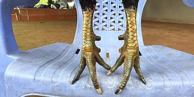 Gà Xanh Trích Đá Thomo - Chiến Kê “Bất Khả Chiến Bại’’ 3 Chân của Gà xanh trích đá Thomo siêu đẹp