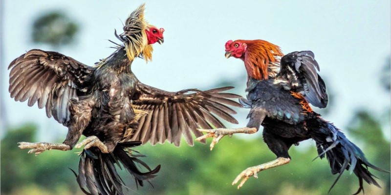 Hơn 15 Cách Xem Vảy Gà Đá Để Nhận Biết Chiến Kê Siêu Phàm 2 Xem vảy gà đá để chọn ra chiến kê