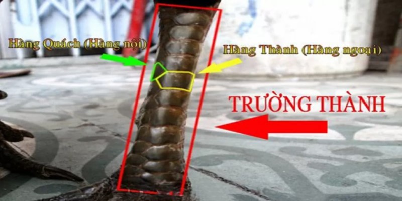 Hơn 15 Cách Xem Vảy Gà Đá Để Nhận Biết Chiến Kê Siêu Phàm 4 Xem vảy chiến kê trường thành