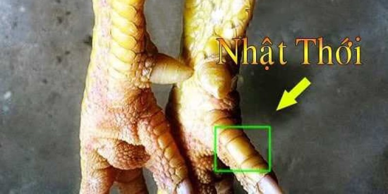 Hơn 15 Cách Xem Vảy Gà Đá Để Nhận Biết Chiến Kê Siêu Phàm 8 Xem vảy chiến kê gà nhật thới