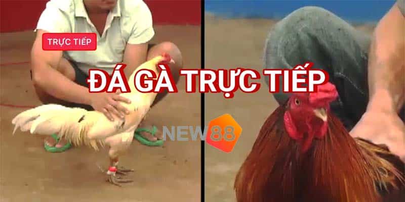 Xem Trực Tiếp Đá Gà Cựa Dao Philippines Có Gì Hấp Dẫn? 1 Đá gà cựa dao Philippines trực tiếp