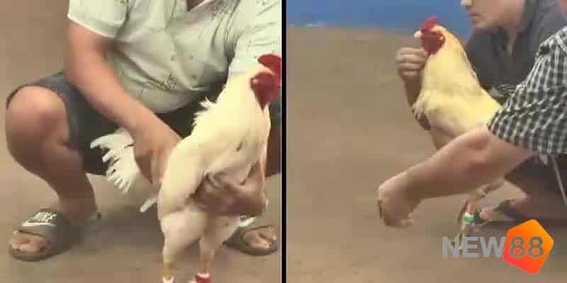 Xem Trực Tiếp Đá Gà Cựa Dao Philippines Có Gì Hấp Dẫn? 2 Ngày càng có nhiều người thích chơi đá gà cựa dao Philippines