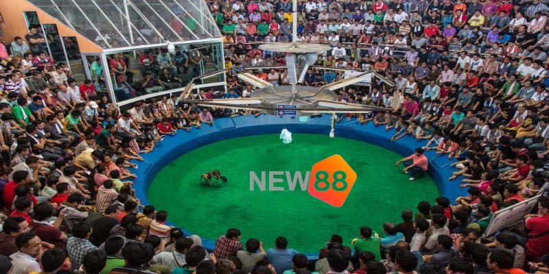 Xem Trực Tiếp Đá Gà Cựa Dao Philippines Có Gì Hấp Dẫn? 3 Cơ hội thắng cược khi tham gia đá gà cựa dao Philippines cao